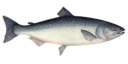 king-salmon2