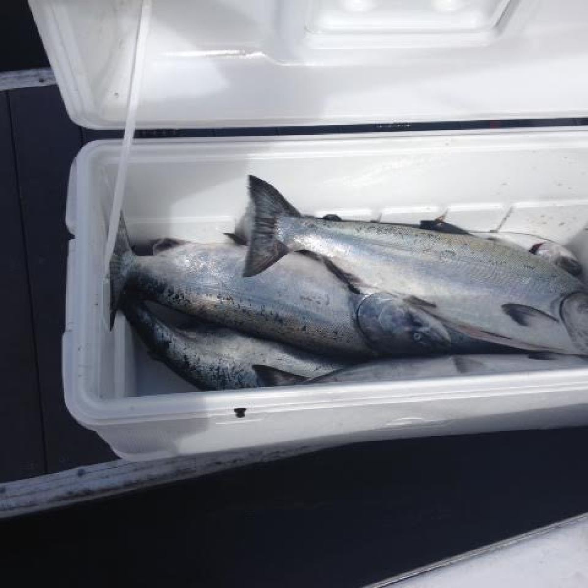 salmon in box
