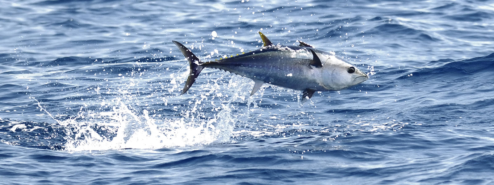 Bluefin_tuna