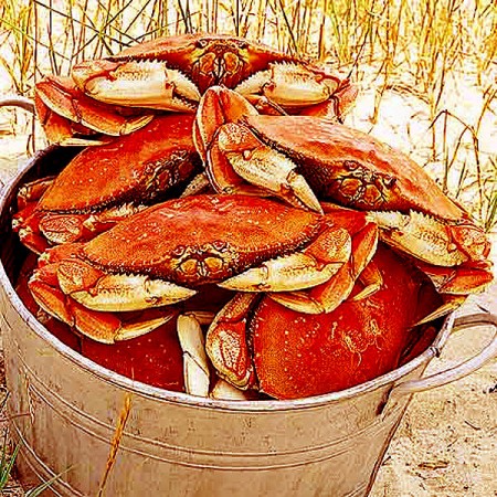 dungee crab beach image dungee crab beach image