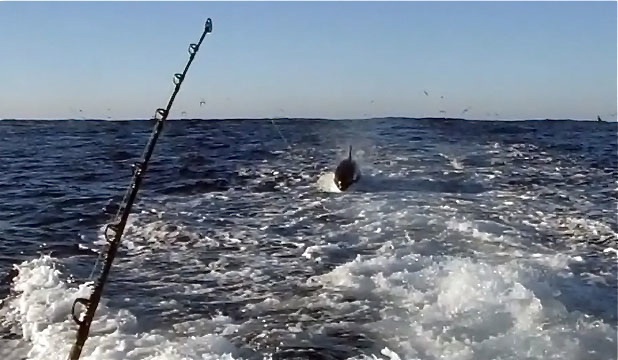 winter combo pick An Orca whale is hooked on a lure by fisherman off the coast of Gisborne.