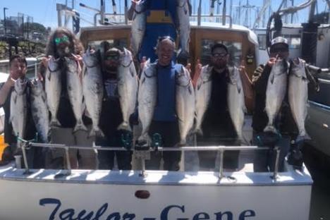 Group of 14 salmon at dock