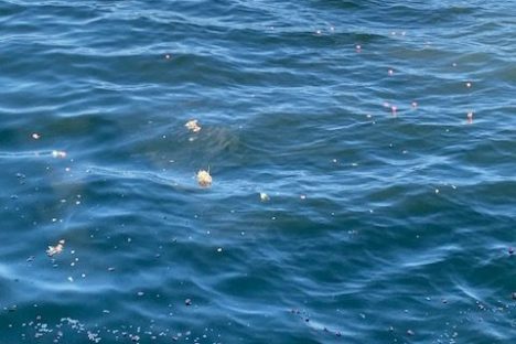 Blue ocean water with small scattered pink and white flower petals floating.
